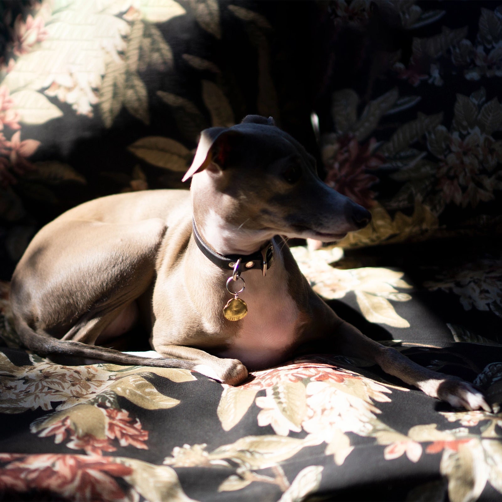 Beatrice Valenzuela - PET CONCHA PENDANT